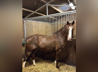 Oldenburg, Mare, 14 years, 16 hh, Chestnut