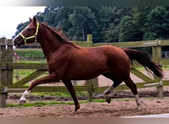 Oldenburg, Mare, 14 years, 16 hh, Chestnut