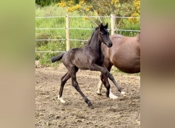Oldenburg, Mare, 14 years, 16 hh, Chestnut-Red