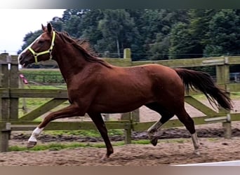 Oldenburg, Mare, 14 years, 16 hh, Chestnut-Red
