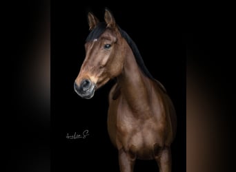 Oldenburg, Mare, 14 years, 16,2 hh, Brown