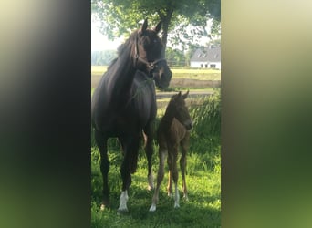 Oldenburg, Mare, 14 years, 16,2 hh, Chestnut