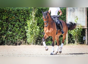 Oldenburg, Mare, 14 years, 17,1 hh, Bay