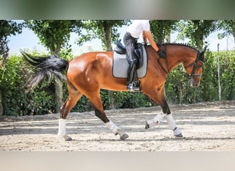 Oldenburg, Mare, 14 years, 17,1 hh, Bay