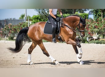 Oldenburg, Mare, 14 years, 17,1 hh, Bay