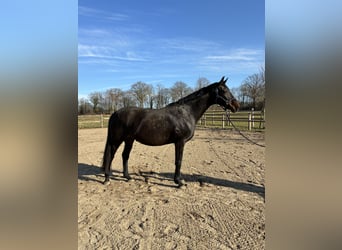 Oldenburg, Mare, 14 years, 17 hh, Bay-Dark