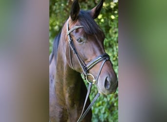 Oldenburg, Mare, 14 years, 17 hh, Bay-Dark