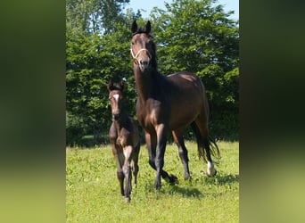 Oldenburg, Mare, 14 years, 17 hh, Bay-Dark