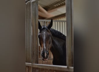 Oldenburg, Mare, 14 years, 17 hh, Smoky-Black