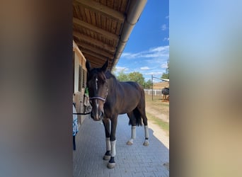 Oldenburg, Mare, 14 years, 17 hh, Smoky-Black