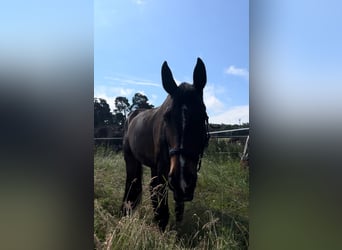 Oldenburg, Mare, 14 years, 17 hh, Smoky-Black