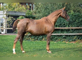 Oldenburg, Mare, 14 years, Chestnut