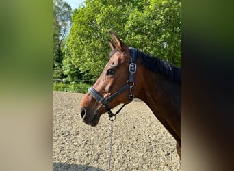 Oldenburg, Mare, 15 years, 15,3 hh, Bay-Dark