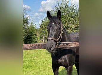 Oldenburg, Mare, 15 years, 16.1 hh, Black