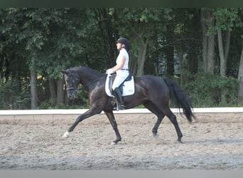 Oldenburg, Mare, 15 years, 16.1 hh, Black