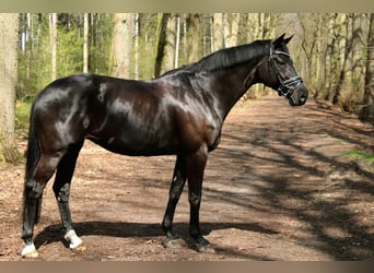 Oldenburg, Mare, 15 years, 16.1 hh, Black