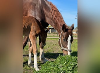 Oldenburg, Mare, 15 years, 16.1 hh, Chestnut