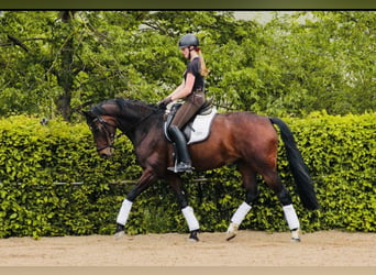 Oldenburg, Mare, 15 years, 16,2 hh, Brown