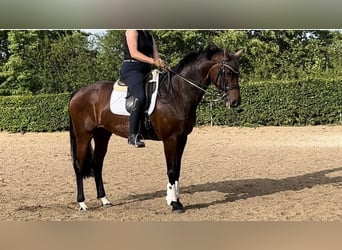 Oldenburg, Mare, 15 years, 16,2 hh, Brown