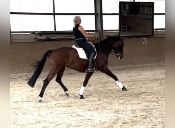 Oldenburg, Mare, 15 years, 16,2 hh, Brown