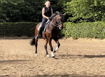 Oldenburg, Mare, 15 years, 16,2 hh, Brown