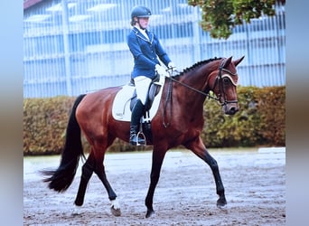 Oldenburg, Mare, 15 years, 16,2 hh, Brown