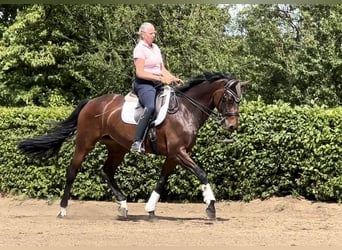 Oldenburg, Mare, 15 years, 16,2 hh, Brown