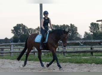 Oldenburg, Mare, 15 years, 16,2 hh, Brown