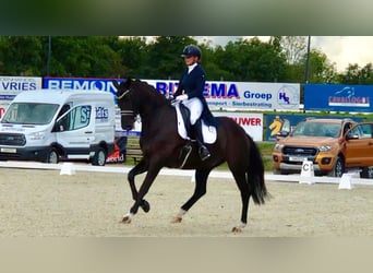 Oldenburg, Mare, 15 years, 16.2 hh, Smoky-Black