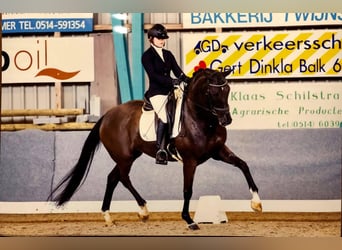 Oldenburg, Mare, 15 years, 16.2 hh, Smoky-Black