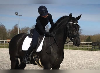 Oldenburg, Mare, 15 years, 16.2 hh, Smoky-Black