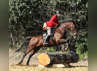 Oldenburg, Mare, 15 years, 16.3 hh, Brown