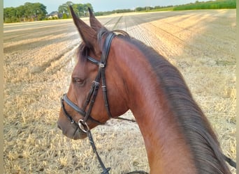 Oldenburg, Mare, 15 years, 16.3 hh, Brown
