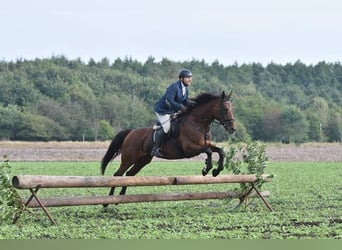 Oldenburg, Mare, 15 years, 16.3 hh, Brown