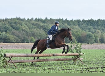 Oldenburg, Mare, 15 years, 16.3 hh, Brown