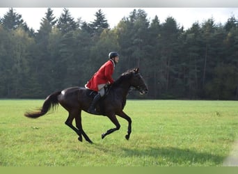 Oldenburg, Mare, 15 years, 16.3 hh, Brown