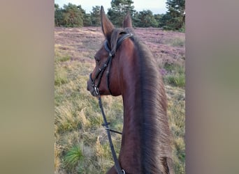 Oldenburg, Mare, 15 years, 16.3 hh, Brown