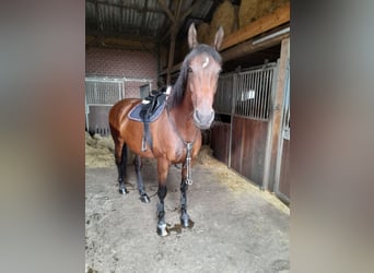 Oldenburg, Mare, 15 years, 16.3 hh, Brown