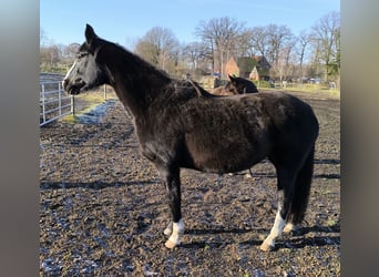 Oldenburg, Mare, 15 years, 16 hh, Black