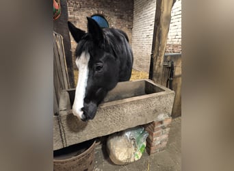 Oldenburg, Mare, 15 years, 16 hh, Black