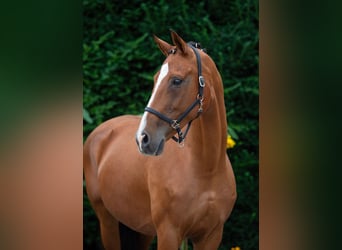 Oldenburg, Mare, 15 years, 16 hh, Brown