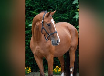 Oldenburg, Mare, 15 years, 16 hh, Brown