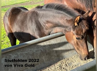 Oldenburg, Mare, 15 years, 16 hh, Brown