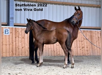 Oldenburg, Mare, 15 years, 16 hh, Brown