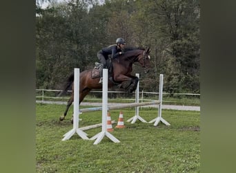 Oldenburg, Mare, 15 years, 16 hh, Brown