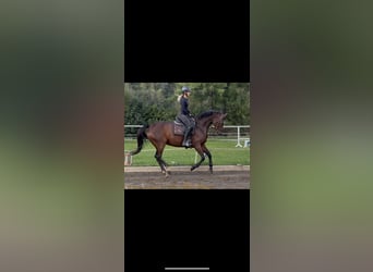 Oldenburg, Mare, 15 years, 16 hh, Brown