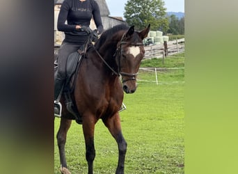 Oldenburg, Mare, 15 years, 16 hh, Brown