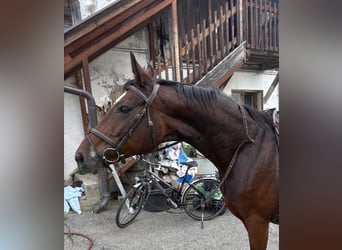 Oldenburg, Mare, 15 years, 16 hh, Brown