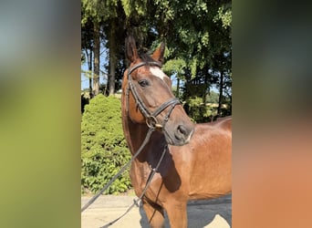 Oldenburg, Mare, 15 years, 16 hh, Brown