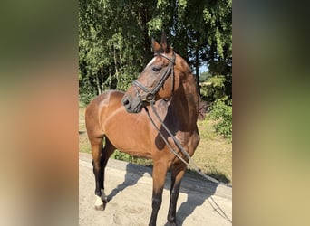 Oldenburg, Mare, 15 years, 16 hh, Brown